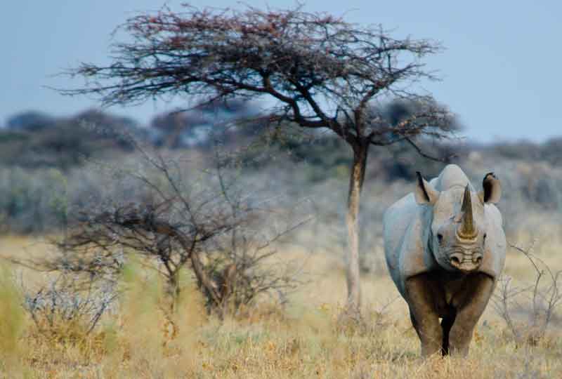 Rinoceronte - parque nacional de Etosha - Namibia 05.jpg